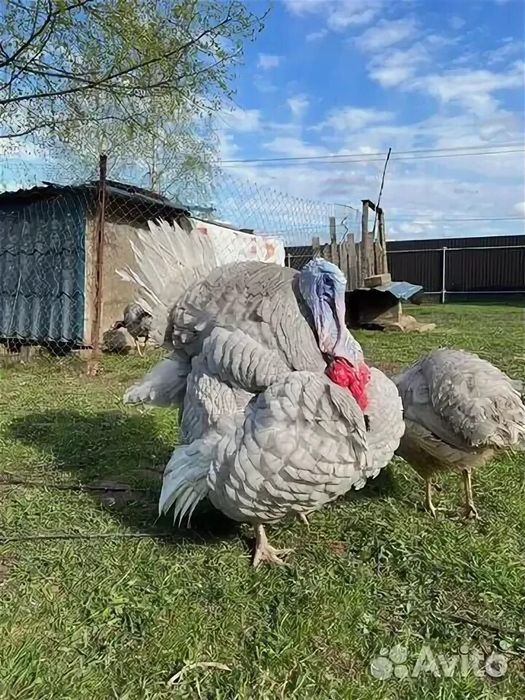 Инкубационное яйцо аспидный индюк в петропавловск отправлю по регионам