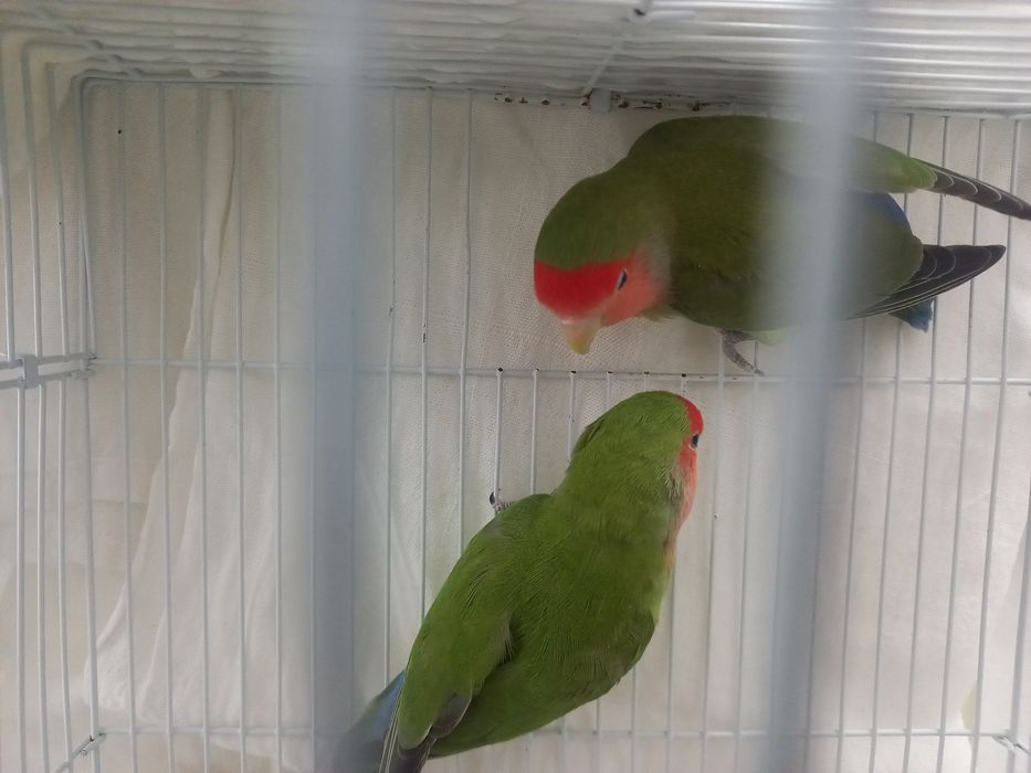 Продаю ПОПУГАИ - Неразлучники