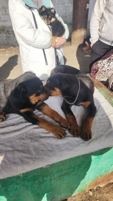 Ротвейлеры продаются