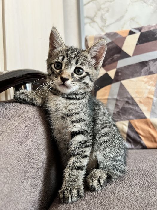 отдам котят даром