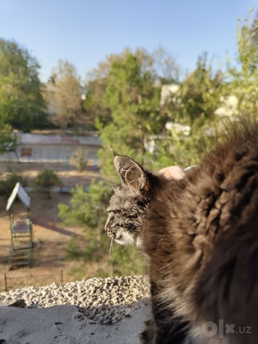 Котенок бесплатно в добрые руки