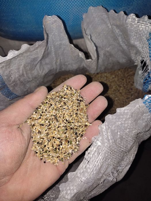 Sechka tozasi bugʻdoy maydalangani mikina sulu bugʻdoyli