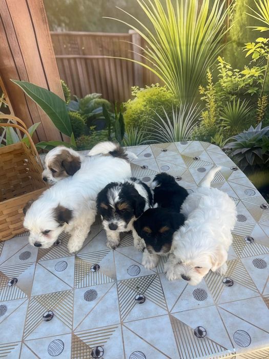 Căței bichon bichon