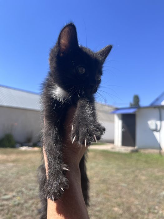 Отдам котенка в добрые руки