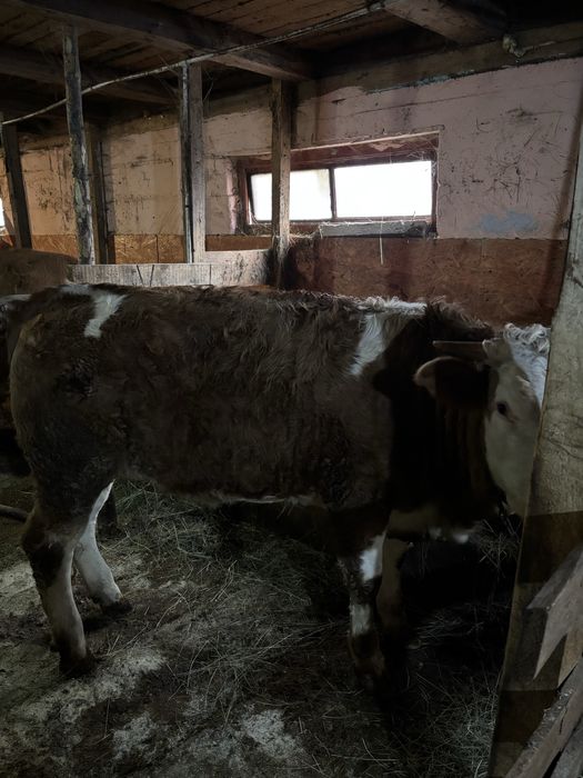 Disponibile 2 junici de Bălțată românească