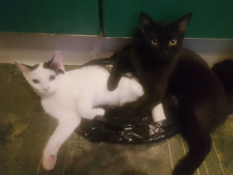 Ухоженные котята в добрые руки!