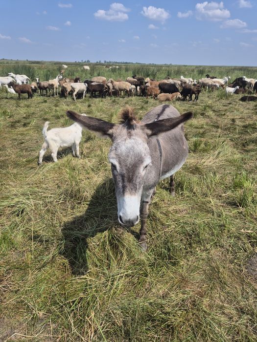 Продам спокойною ослицу