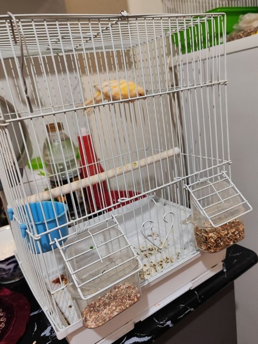 Канарейкамиз 250 минг 1дона