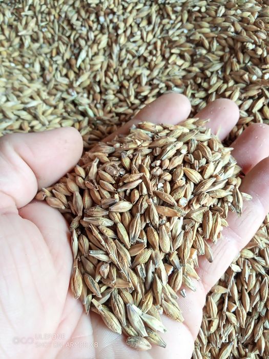 Vând grau, triticale,orz și ovăz