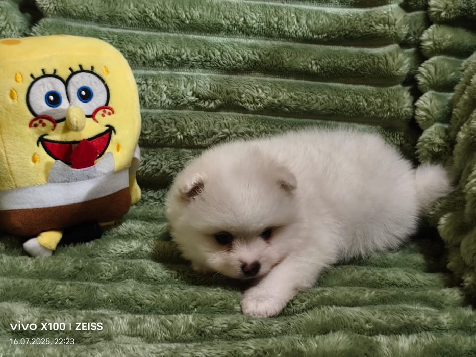 Очаровательные щенки шпица.