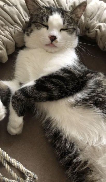 Кошечка Бэлла , 1 годик