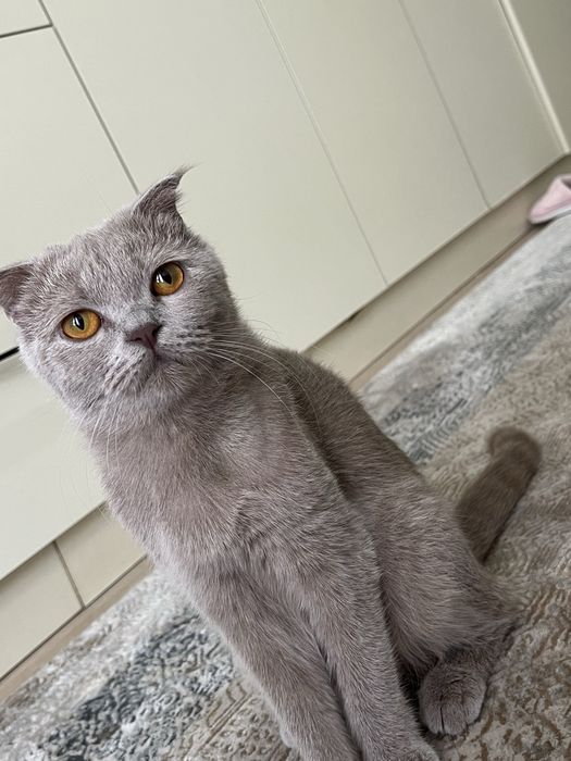 Продается кошка скоттиш фолд