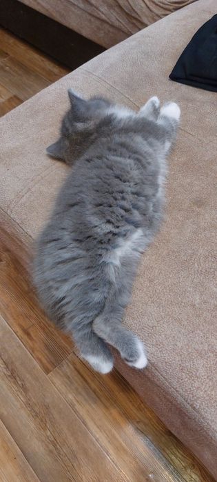 Котенок шотландец