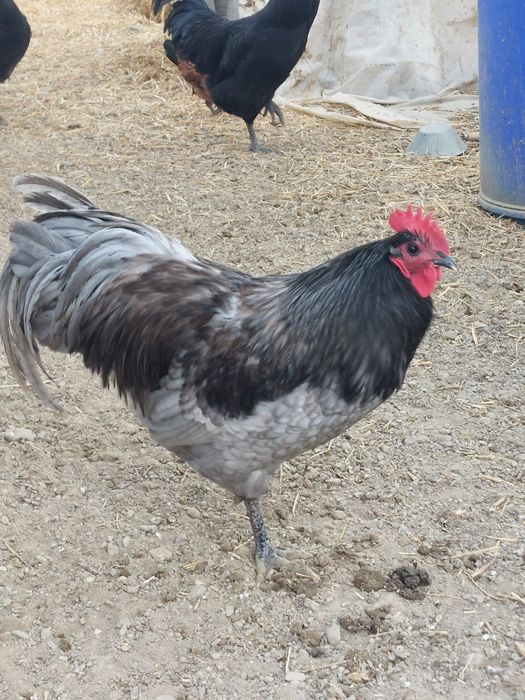 Cocos Australorp  9 luni negri ,gri/splash