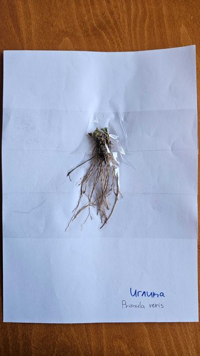 Хербарий ЛТУ - Фармакология