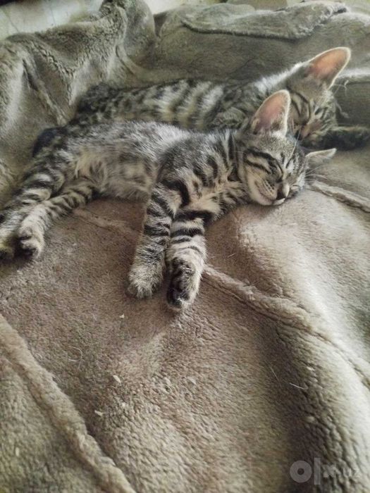 Котята только в добрые заботливые руки.