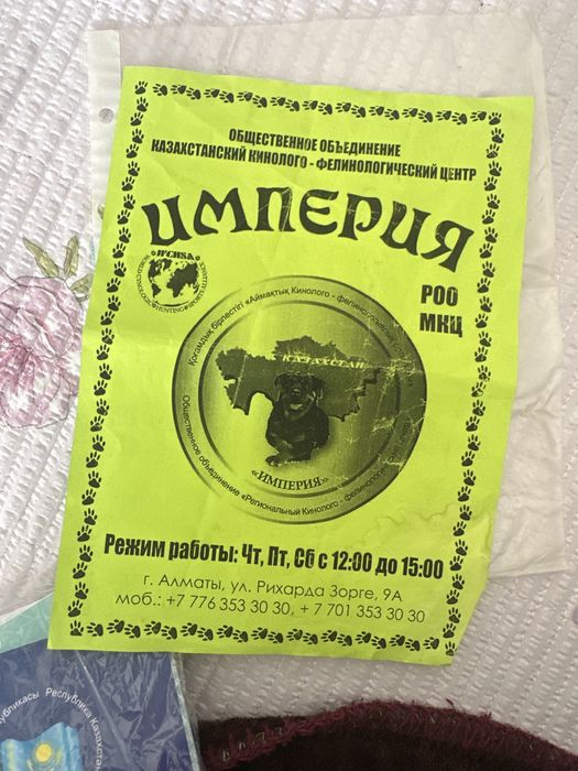 щенок шпица бронь