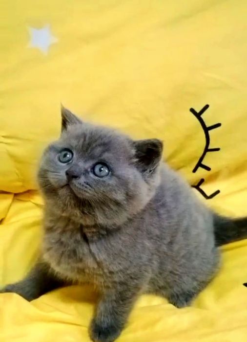 КоТики и КоШечКи  британские