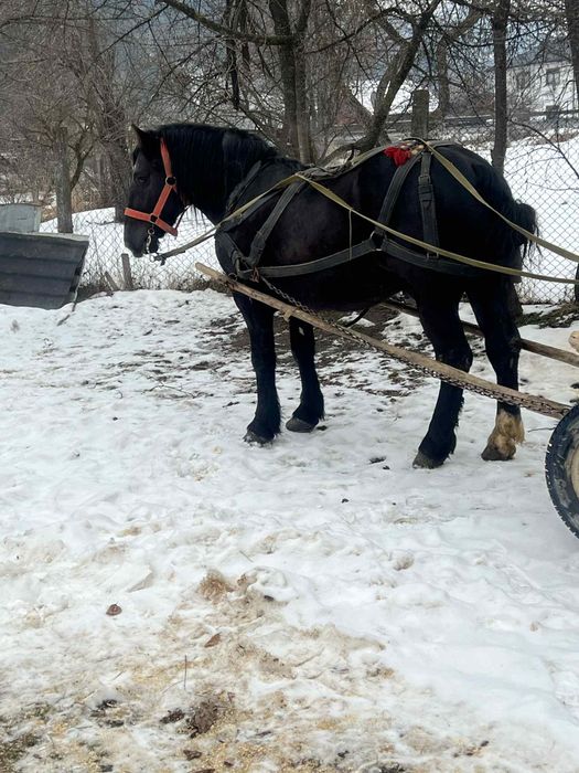Vând mânz de 2 ani învățat