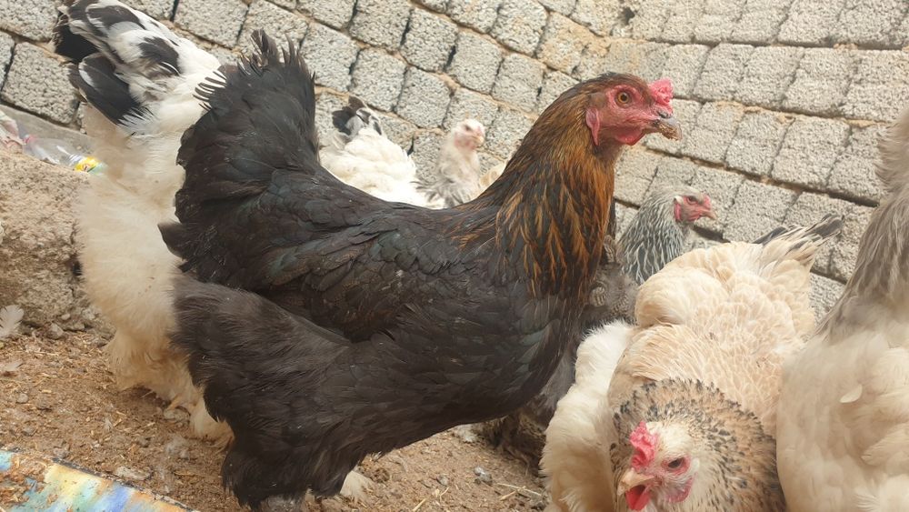 Brama tuhumlari sotiladi asil zot aralashmagan qoni toza