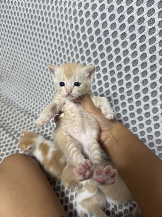 Отдам котят в добрые руки