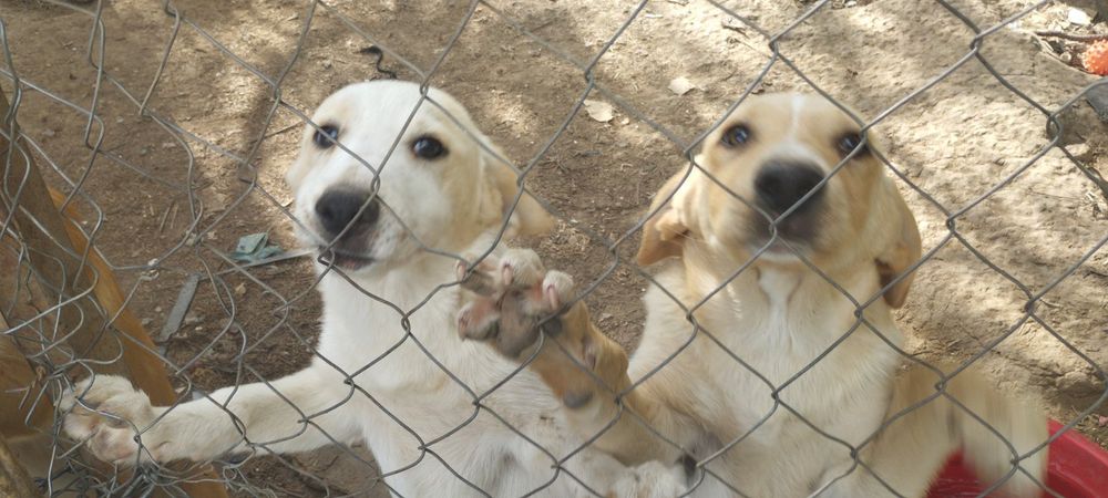 Подарявам Кученца (+ транспорт) кръстоска