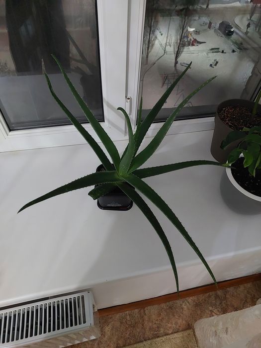 Комнатное расписание "Алое вера"