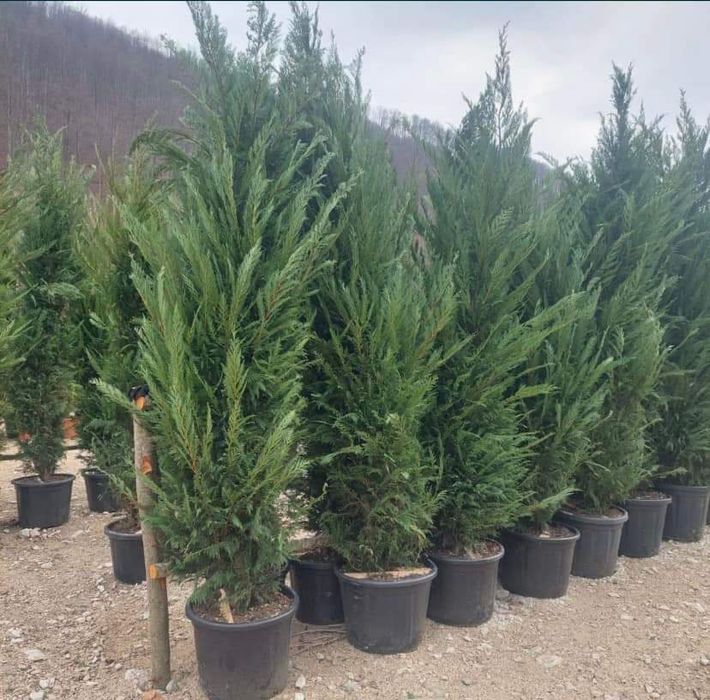 Tuia leilandi creștere rapida ușor de întreținut Livrez personal in ta