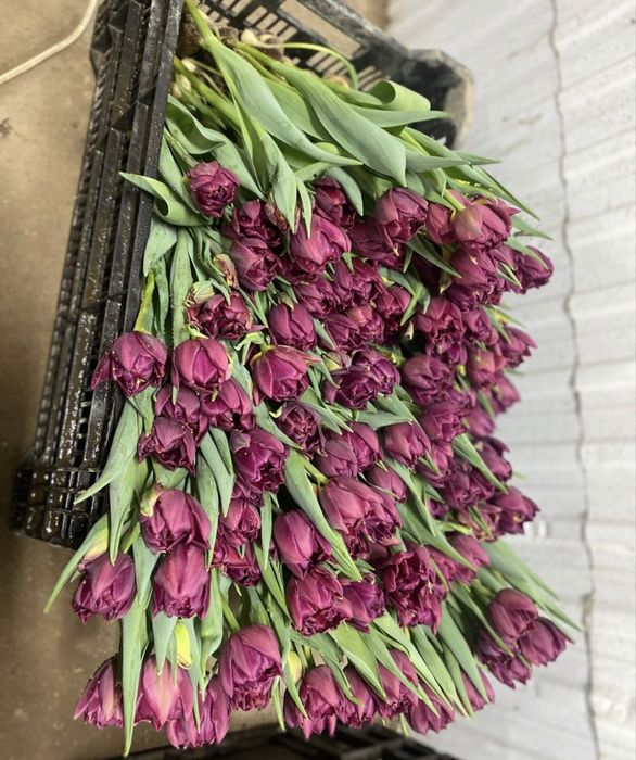 пионовидные тюльпаны Костанай