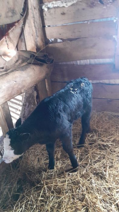 Продам телят оптом