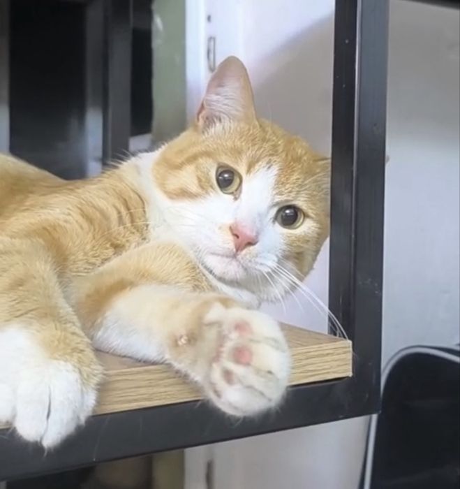 Очень добрый котик Сеул