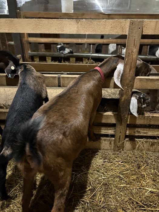 Capre Anglonubiene cu certificat de origine.