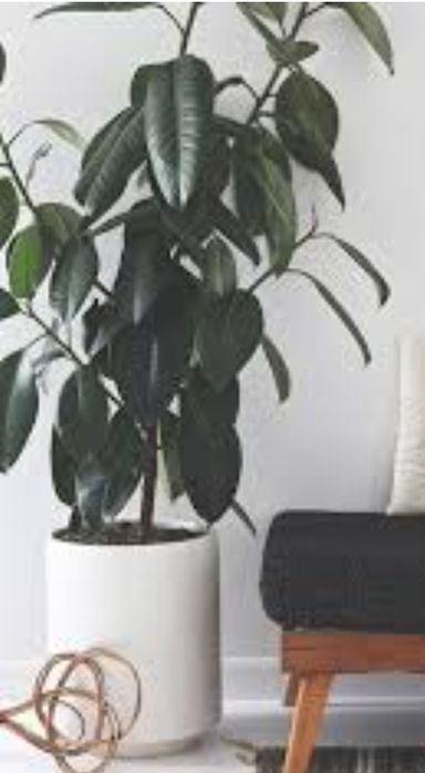 Продам дерево фикус каучуконосый