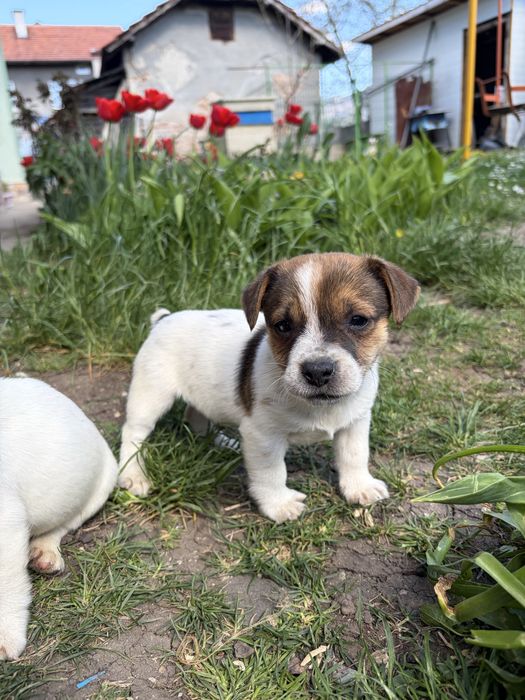 Джак ръсел териер