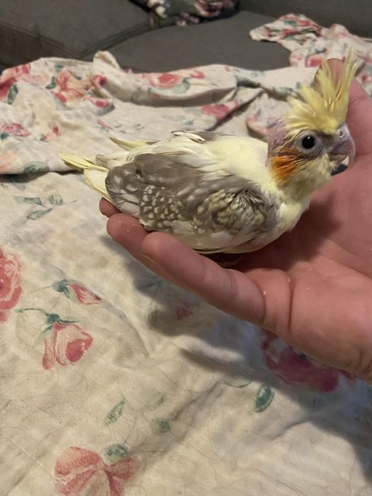 Pui nimfe crescuți la mana