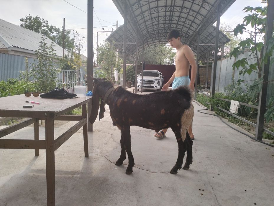 Таза қанды битал