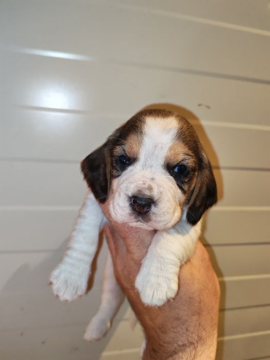 Rezervări fetiță tricolor