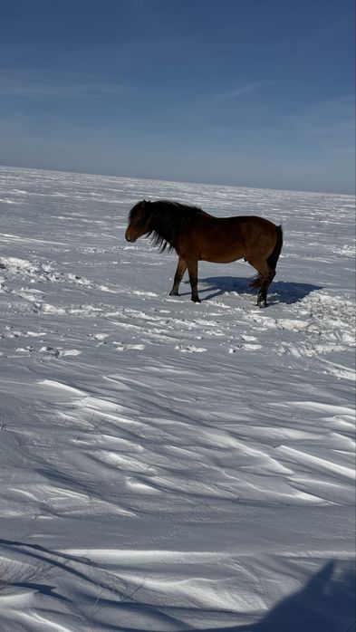 Белді жабы айғыр сатылады