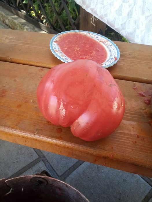 Семена за стари сортове домати и чушки