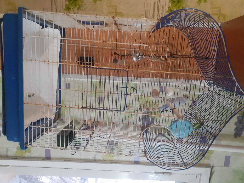 Волнистый попугай с клеткой