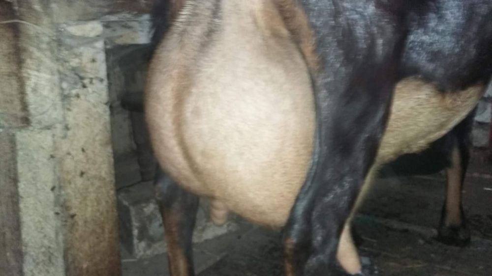 Алписки ешкі суты