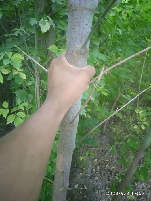 Ясин, Каталпа, Каштан, Клён кўчатлари