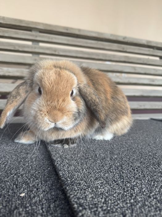 Karlik quyon sotiladi samka