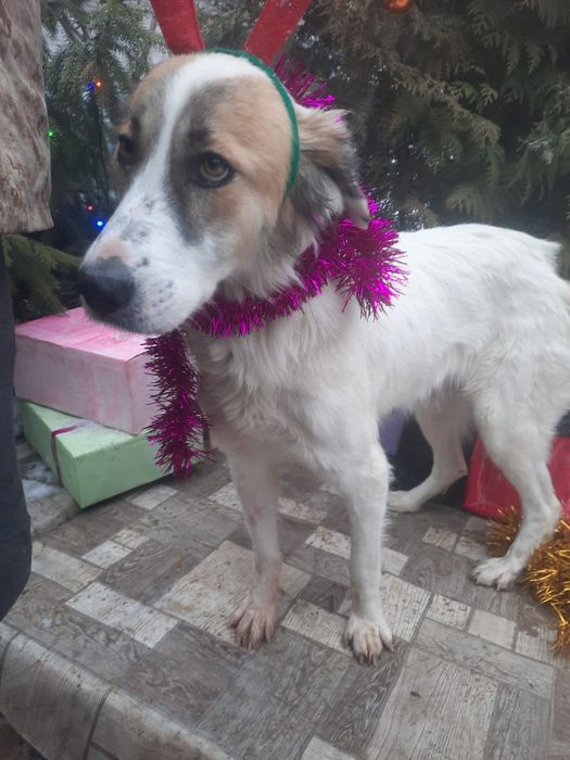 ПорОдиСтыЕ соБаЧки а приюте