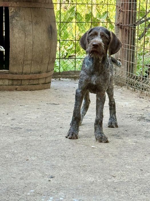 Pui brac german cu păr sârmos