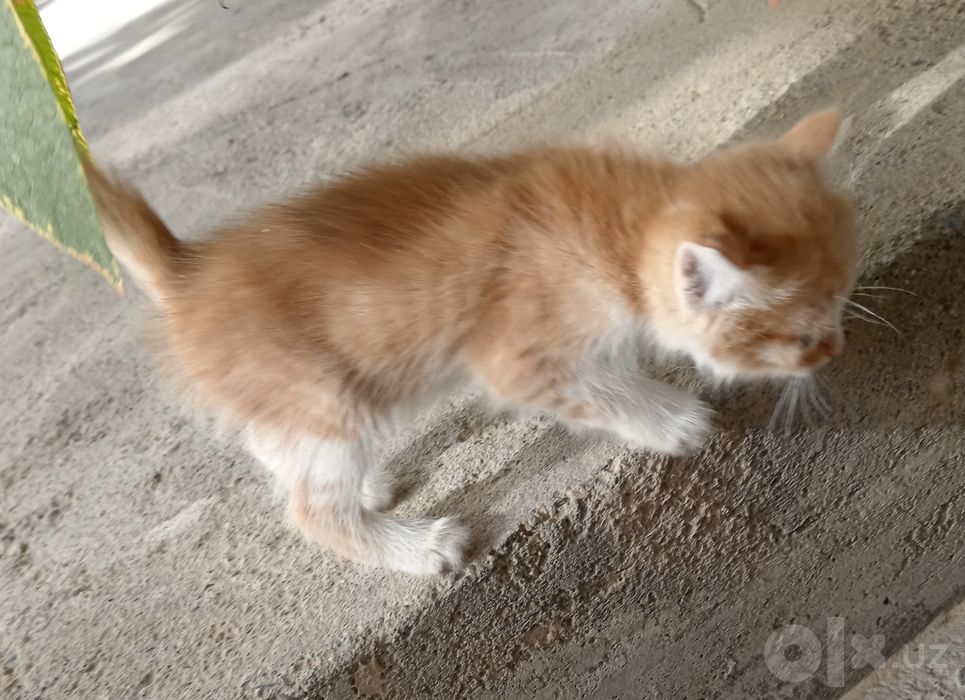 Uy mushukchasi toza