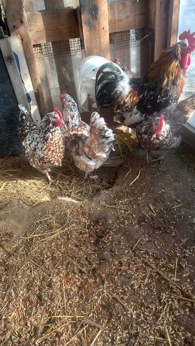 Инкубационное яйцо кур Блюмэ