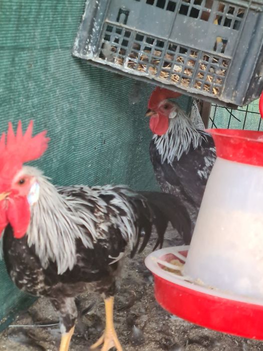 Vând cocosi tineri  din rasa italiana  arginti .potarnichi și perlat