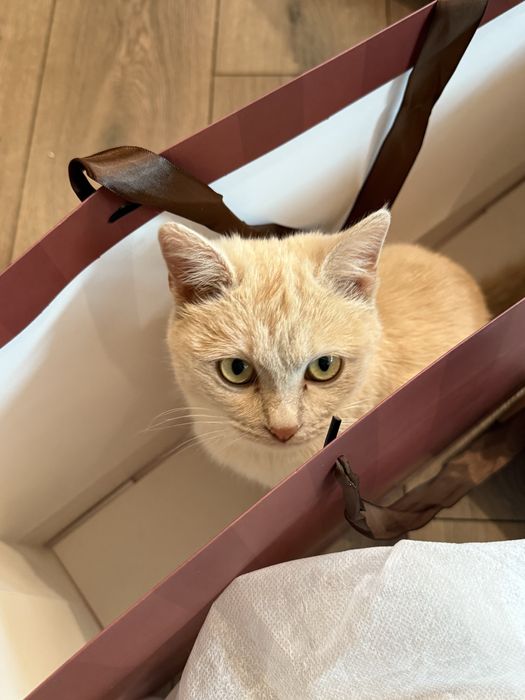 Срочно отдам кошку