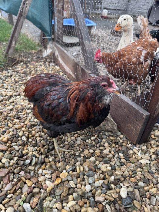 Cocoș Araucana 7 luni